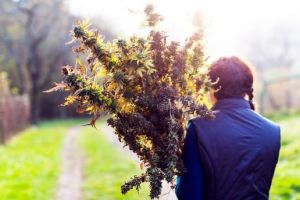 Як збирати врожай марихуани