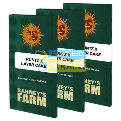 семена конопли сорт Runtz x Layer Cake feminized