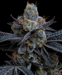 White Runtz Feminised, Barney's Farm