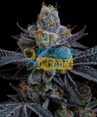 White Runtz Feminised, Barney's Farm