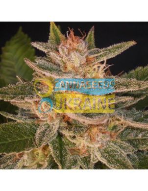 Auto Sweet Delight  feminized