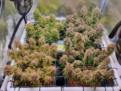 Mix Pack feminized, Fast Buds