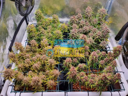 Mix Pack feminized, Fast Buds