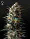 Bubba Slush Feminised, Green House Seeds