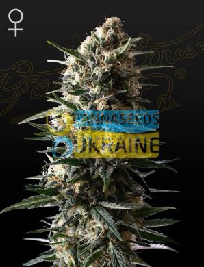 семена конопли сорт Bubba Slush Feminised, Green House Seeds