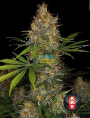 семена конопли сорт Strawberry AK feminized, Serious Seeds