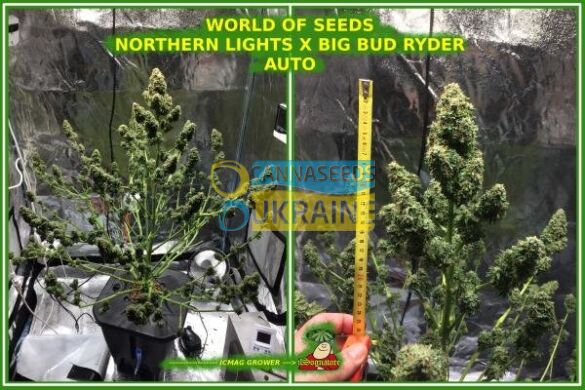 семена конопли сорт Auto Northern Light x Big Bud feminized