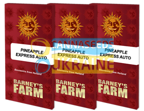 Auto Pineapple Express feminized, Barney's Farm