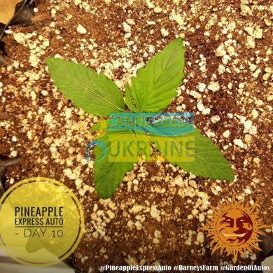 семена конопли сорт Auto Pineapple Express feminized