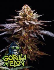 Gorilla Melon Feminized, Fast Buds
