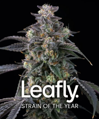 семена конопли сорт Super Boof Feminised, Barney's Farm