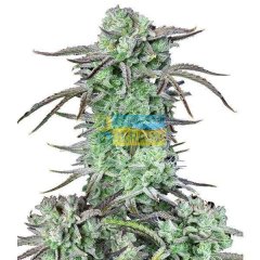 Auto Strawberry Banana feminized, Fast Buds