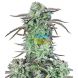 Auto Strawberry Banana feminized, Fast Buds