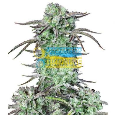 Auto Strawberry Banana feminized, Fast Buds
