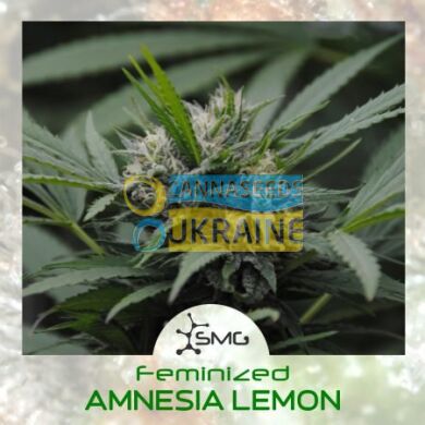 семена конопли сорт Amnesia Lemon feminized