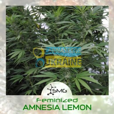 Amnesia Lemon feminized, SMGenetics