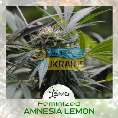 семена конопли сорт Amnesia Lemon feminized