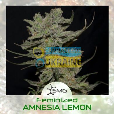 Amnesia Lemon feminized, SMGenetics