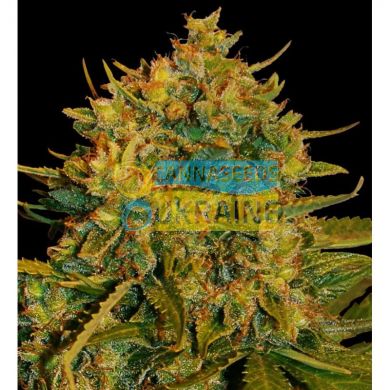 Fast Northern Light x Big Bud feminized