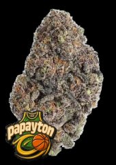 семена конопли сорт Papayton Feminized, Fast Buds