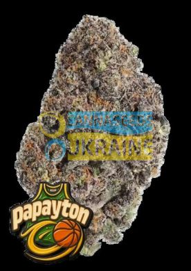 семена конопли сорт Papayton Feminized, Fast Buds