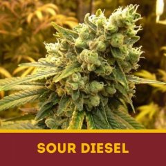 семена конопли сорт Sour Diesel fem, Dutchbulk Seed Bank