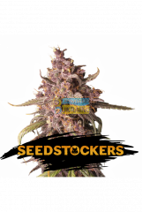 семена конопли сорт Auto Purple Punch feminized, Seedstockers