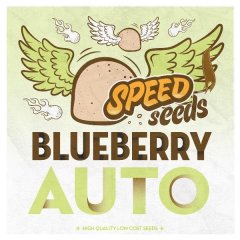 семена конопли сорт Auto Blueberry feminized, Speed Seeds