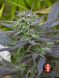 Biddy Early feminized, Serious Seeds, 3 фем