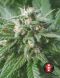 Biddy Early feminized, Serious Seeds, 6 фем