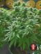 Biddy Early feminized, Serious Seeds