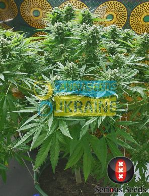 Biddy Early feminized, Serious Seeds, 6 фем