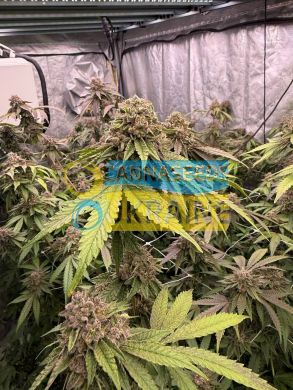 Biscotti Gelato Feminized, Fast Buds