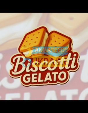 Biscotti Gelato Feminized, Fast Buds