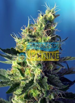 семена конопли сорт CBD Sweet Pure feminized, Sweet Seeds