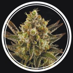 семена конопли сорт Diesel Strong feminized, Strong Seeds