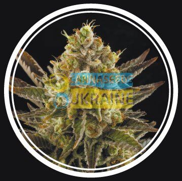 Diesel Strong feminized, Strong Seeds, 3 фем
