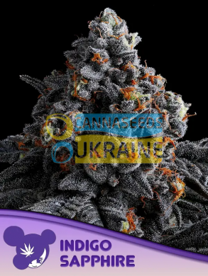 Indigo Sapphire feminized, Anesia Seeds