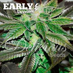 Sugar Candy feminized, Delicious Seeds