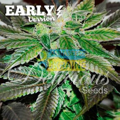 Sugar Candy feminized, Delicious Seeds
