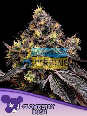 Glowberry Rush feminized, Anesia Seeds
