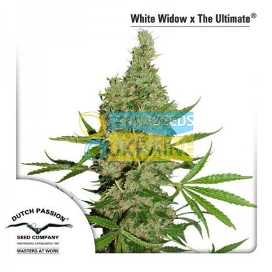 White Widow X The Ultimate, Dutch Passion