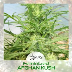 семена конопли сорт Afghan Kush feminized, SMGenetics