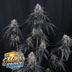 Auto Mendo Frost feminized, Fast Buds
