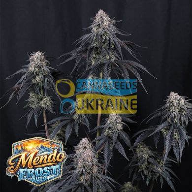 Auto Mendo Frost feminized, Fast Buds
