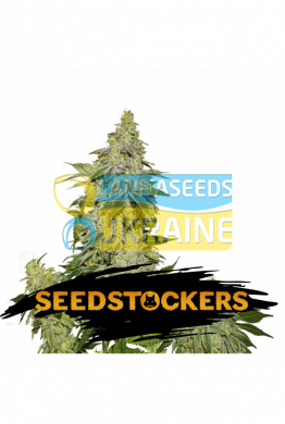 семена конопли сорт Auto Sherbet feminized, Seedstockers