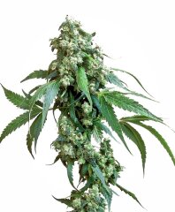 семена конопли сорт Jack Flash #5 Feminized, Sensi Seeds