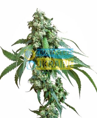 семена конопли сорт Jack Flash #5 Feminized, Sensi Seeds