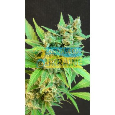 семена конопли сорт Auto B.Lee feminized, Kannabia Seeds