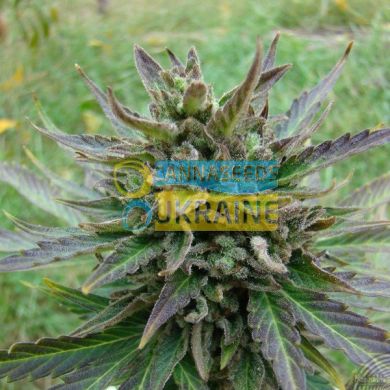 семена конопли сорт Auto B.Lee feminized, Kannabia Seeds